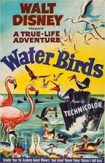 Watch Water Birds (Short 1952) Zoechip