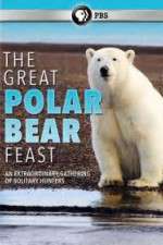 Watch The Great Polar Bear Feast Zoechip