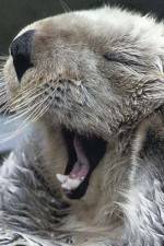 Watch Sea Otters - A Million Dollar Baby Zoechip