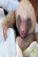 Watch Too Cute! Baby Sloths Zoechip