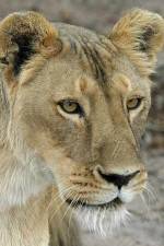 Watch Last Lioness: National Geographic Zoechip