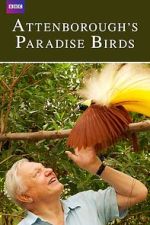 Watch Attenborough's Paradise Birds Zoechip