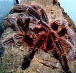 Watch Spidermania (TV Special 2002) Zoechip