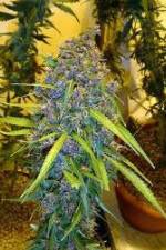 Watch Marijuana: It’s Time for a Conversation Zoechip