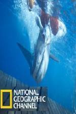 Watch National Geographic Shark Men Surfs Up Zoechip