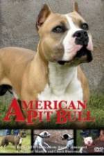 Watch American Pit Bull Zoechip