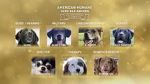 Watch American Humane Hero Dog Awards: 10th Anniversary Celebration (TV Special 2020) Zoechip