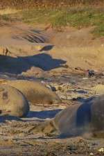 Watch Supergiant Animals Zoechip