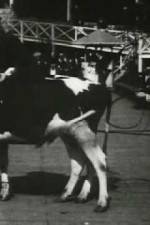 Watch Rube and Mandy at Coney Island Zoechip