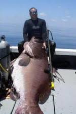 Watch National Geographic: Monster Fish - Nile Giant Zoechip