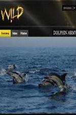 Watch National Geographic Wild Dolphin Army Zoechip