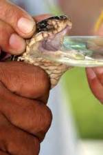 Watch History Channel Evolve: Venom Zoechip