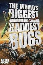 Watch Worlds Biggest and Baddest Bugs Zoechip