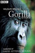 Watch Gorilla Revisited with David Attenborough Zoechip