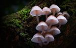 Watch Fungi: The Web of Life Zoechip