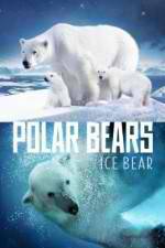 Watch Polar Bears Ice Bear Zoechip