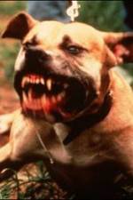Watch Dogfighting Undercover Zoechip