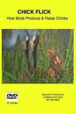 Watch Chick Flick How Birds Produce and Raise Chicks Zoechip