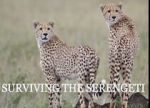 Watch Surviving the Serengeti Zoechip
