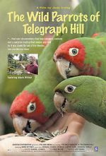 Watch The Wild Parrots of Telegraph Hill Zoechip