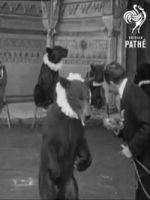 Watch Trained Bears Zoechip