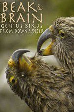 Watch Beak & Brain - Genius Birds from Down Under Zoechip