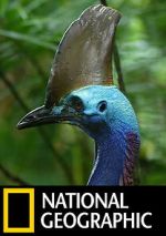 Watch Dino Bird Zoechip