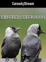 Watch Bird Brain Zoechip