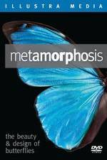 Watch Metamorphosis: The Beauty and Design of Butterflies Zoechip