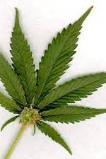 Watch Aphrodisiac! The Sexual Secret Of Marijuana Zoechip