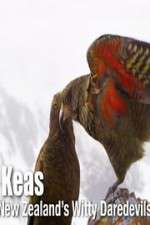 Watch Keas: New Zealand\'s Witty Daredevils Zoechip