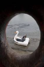 Watch Swandown Zoechip