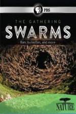 Watch Nature The Gathering Swarms Zoechip