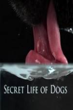 Watch Secret Life of Dog Zoechip