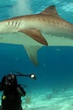 Watch Dive To Tiger Shark Central Zoechip