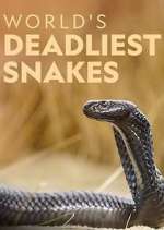 Watch World's Deadliest Snakes Zoechip