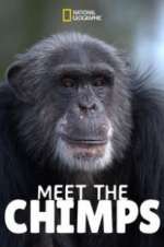 Watch Meet the Chimps Zoechip