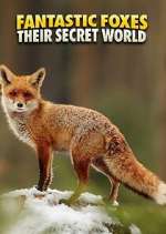 Watch Fantastic Foxes: Their Secret World Zoechip