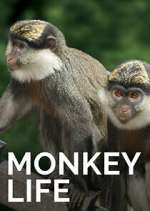Watch Monkey Life Zoechip