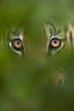 Watch Deadly Instincts Zoechip