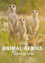 Watch Animal Genius Zoechip