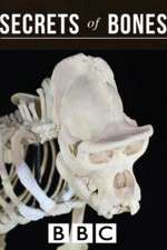 Watch Secrets of Bones Zoechip