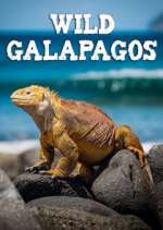 Watch Wild Galapagos Zoechip