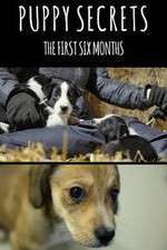 Watch Puppy Secrets: The First Six Months Zoechip