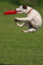 Watch Dogs 101: New Tricks Zoechip