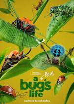 Watch A Real Bug's Life Zoechip