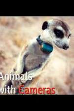 Watch Animals with Cameras Zoechip