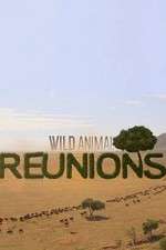 Watch Wild Animal Reunions Zoechip