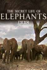 Watch The Secret Life of Elephants Zoechip