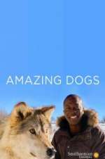 Watch Amazing Dogs Zoechip